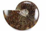 Polished Ammonite (Cleoniceras) Fossil - Madagascar #364970-1